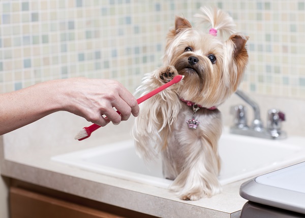 como tirar bafo de cachorro de forma natural