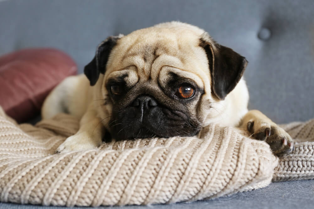 cachorro triste pode ser problema nos dentes