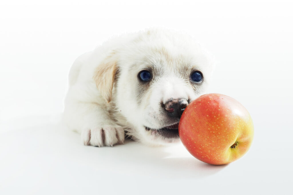 filhote pode comer maçã?