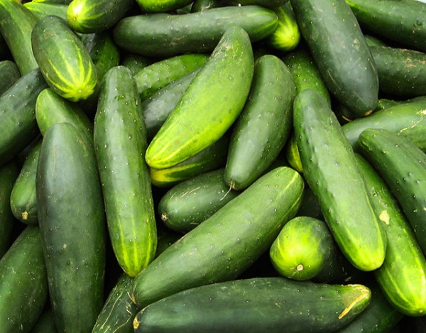 pode dar pepino pra cachorro